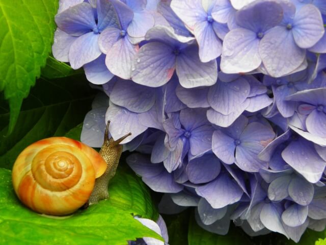 紫陽花（あじさい）の種類は？人気のある種類と新品種も紹介！気になる紫陽花の見ごろは？